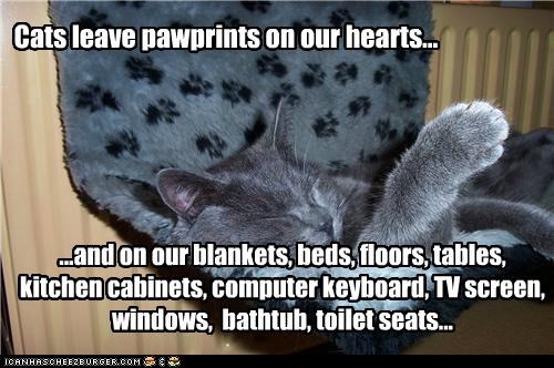 Cats leave pawprints on our hearts...