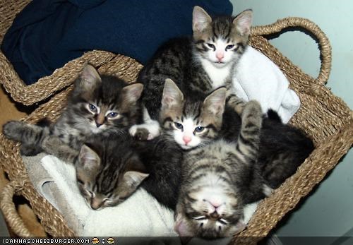 Cyoot Kittehs of teh Day: Basket of Fluff