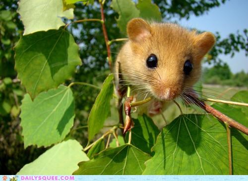 Waiting in the Leaves...