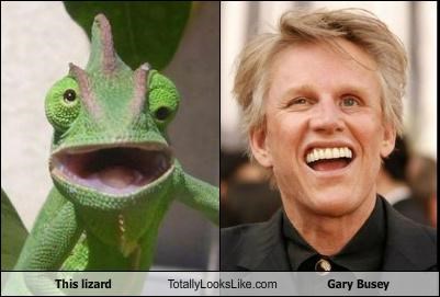 This Chameleon Totally Looks Like Gary Busey