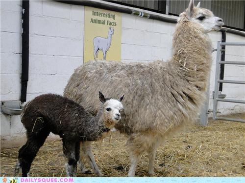 Squee Spree: The Loveliest Littl'un