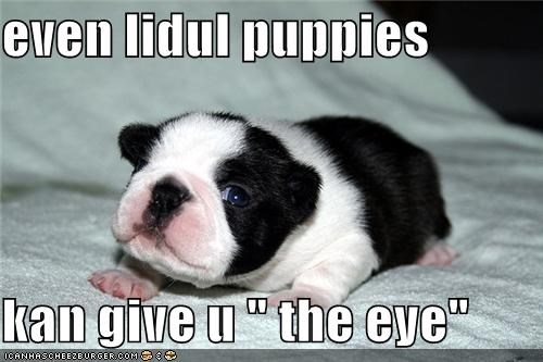 even lidul puppies