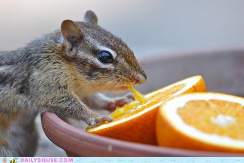 It's Gotta Be Freshly Squeezed