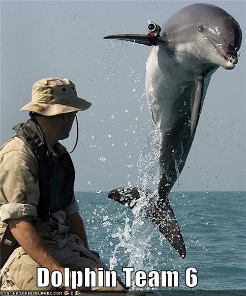 Dolphin Team 6