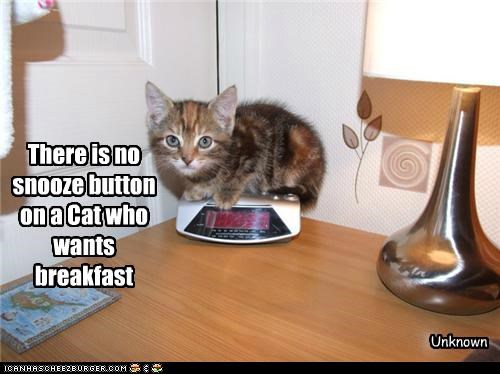 Cat Quotes #7