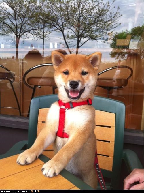 huskypup (4).jpg