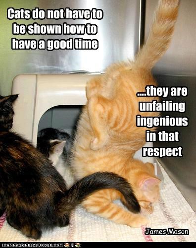 Cat Quotes #11