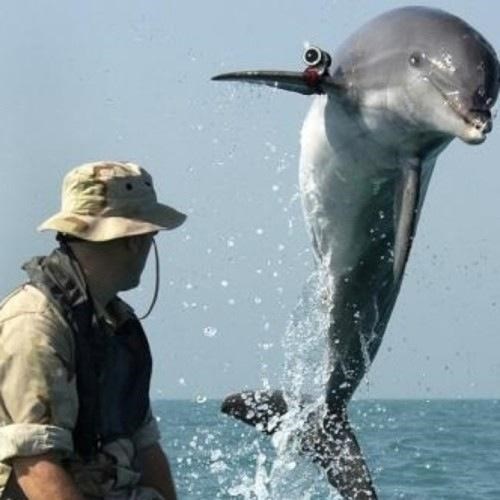 Dolphin Army of the Day