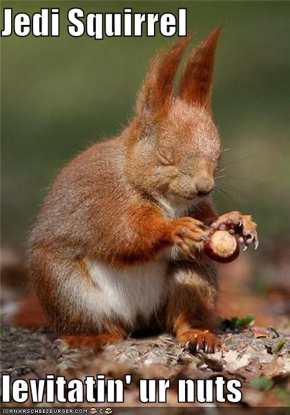Jedi Squirrel
