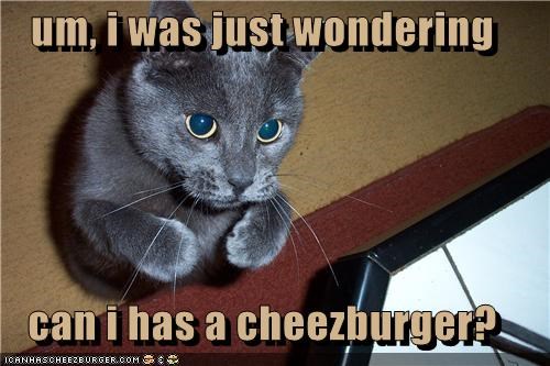 um, i was just wondering   can i has a cheezburger?