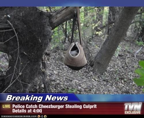 Breaking News - Police Catch Cheezburger Stealing Culprit  Details at 4:00