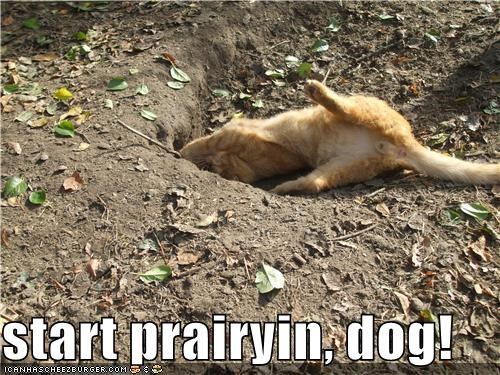 start prairyin, dog!