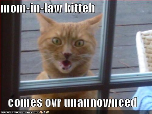 mom-in-law kitteh   comes ovr unannownced