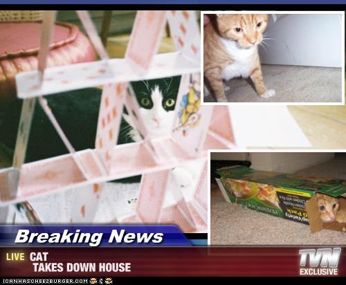 Breaking News - CAT  TAKES DOWN HOUSE