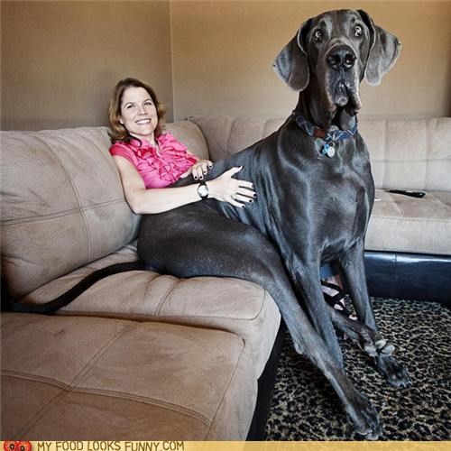 Goggie ob teh Week: Fanx 4 Buying the Big Couch!