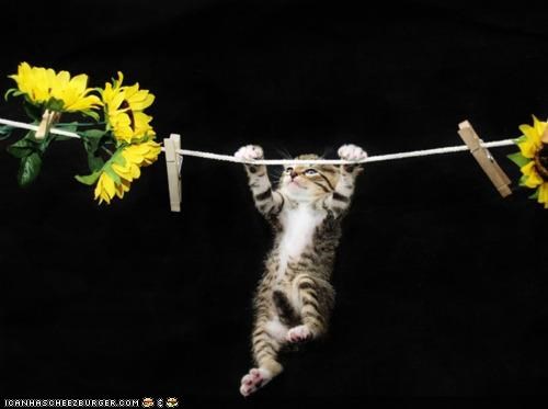 Cyoot Kitteh of teh Day: Hang in There, Kitteh!