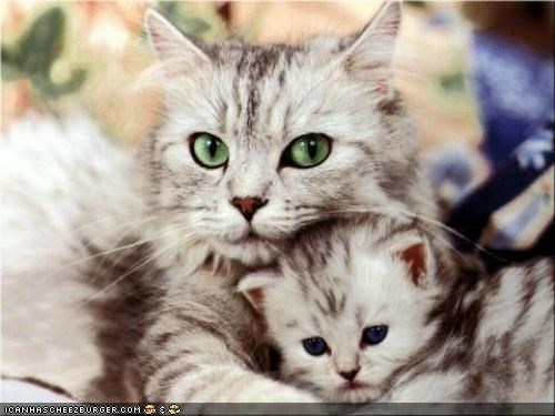 Cyoot Kittehs of teh Day: Mah Pride 'n Joy