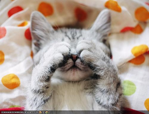 Cyoot Kitteh of teh Day: Peek-a-Boo Champion
