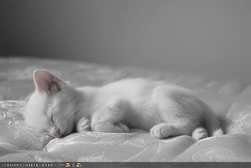Cyoot Kitteh of teh Day: Mah Sleep Number iz Elebenty