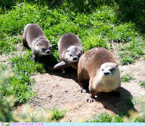 Squee Spree: Hairy Trotters