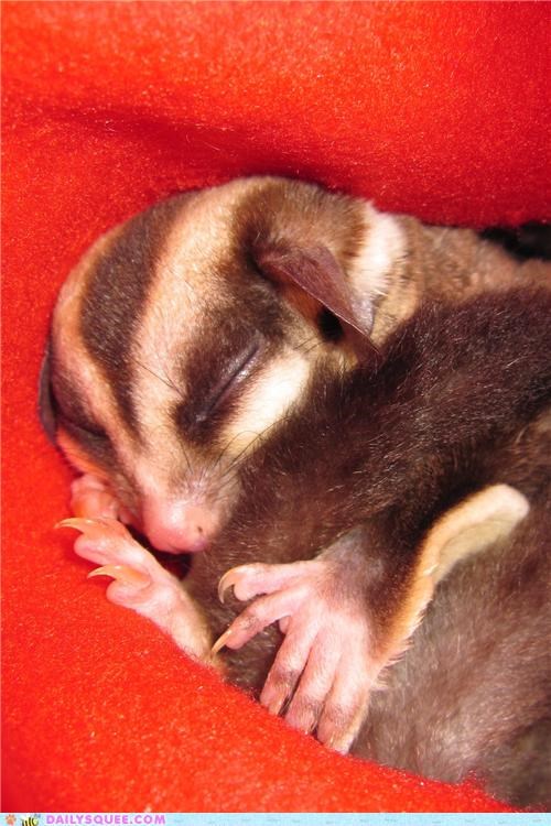 Sleepy Sugar Glider
