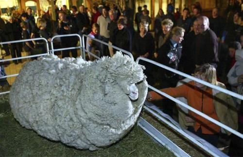 RIP: Shrek the Sheep