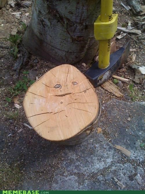 Forever A Log