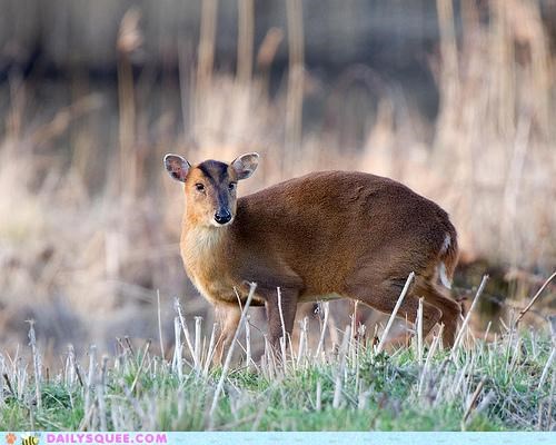 Whatsit Wednesday: Just Slip Out the Back, Muntjac!