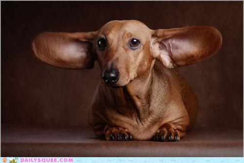 Acting Like Animals: Sonar Activated!