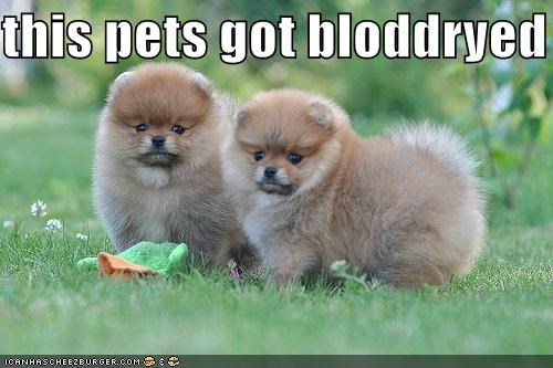 this pets got bloddryed