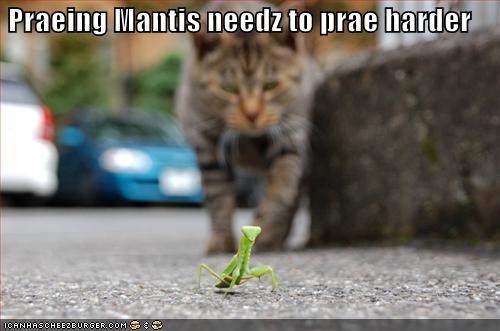 Praeing Mantis needz to prae harder