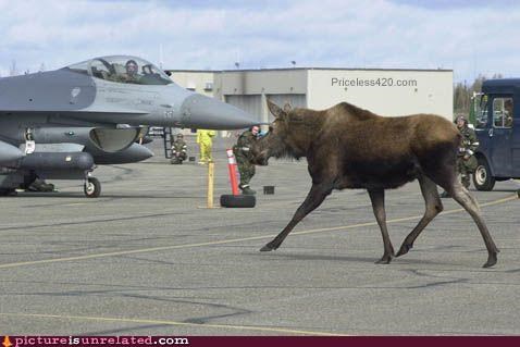 Warning Moose on the Runway!