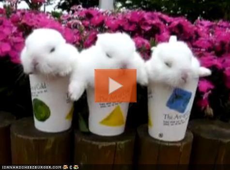 VIDEO: Cyoot Bunnies Sleeping in Cups