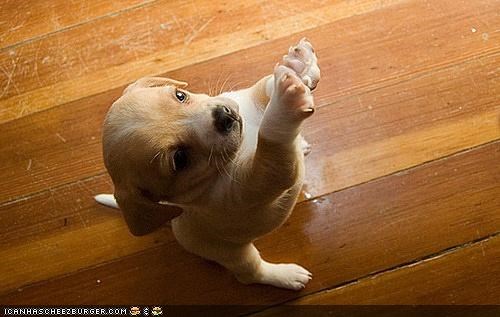 Cyoot Puppeh ob teh Day: I Can Reach It!