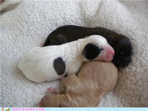 Pink nosy puppy