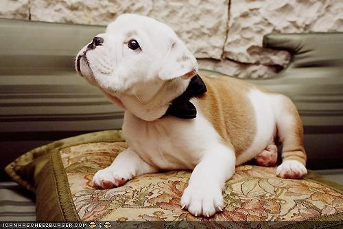 Cyoot Puppeh ob teh Day: Iz Reddy For teh Party!