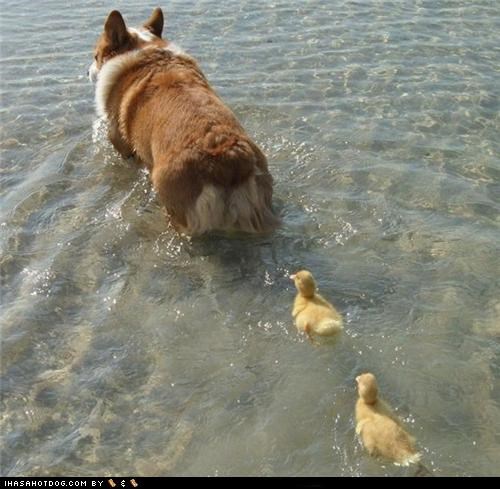 Corgi is Duckie Mommy!