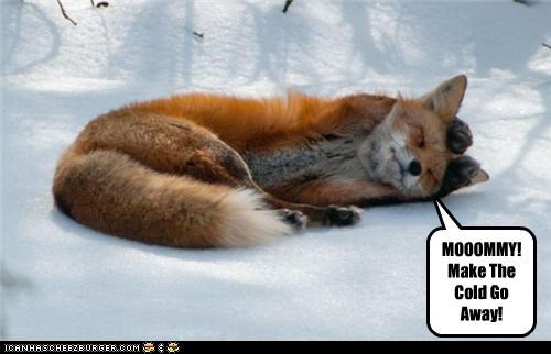 Cold Fox