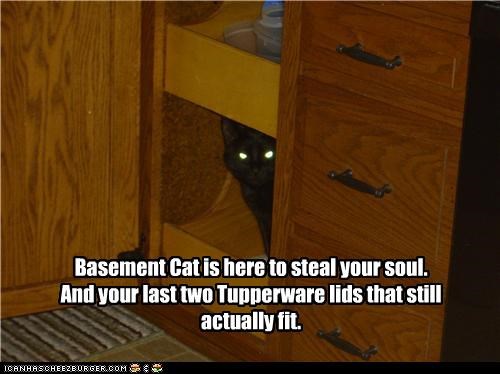 Basement Cat