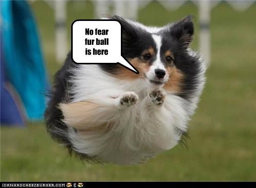 No fear fur ball   is here
