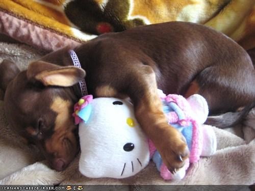 Cyoot Puppeh ob teh Day: I Needz Frenz For Naps