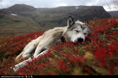 Goggie ob teh Week: Dese Flowers is So Comf-zzzzzzzzz