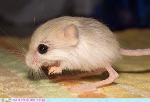 Germinal Jerboa