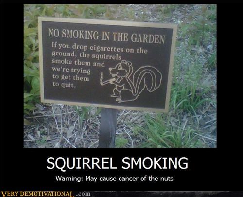 SQUIRREL SMOKING