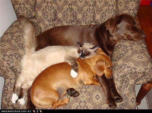 Kittehs R Owr Friends: Move Over, Bed Hog!