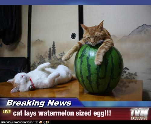 Breaking News - cat lays watermelon sized egg!!!