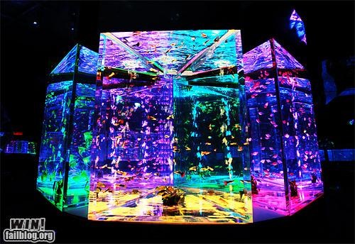 Rainbow Aquarium WIN