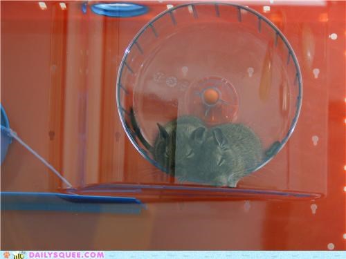 Baby degus