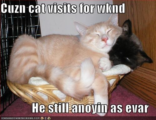 Cuzn cat visits for wknd  He still anoyin as evar