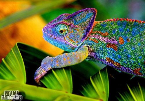 Colourful Chameleon WIN